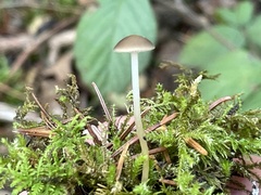 Strobilurus tenacellus