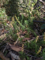 Lomandra obliqua