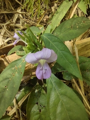 Barleria