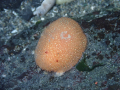 Acanthodoris lutea