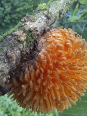 Pouteria torta tuberculata