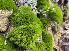 Dicranum montanum