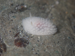 Onchidoris muricata