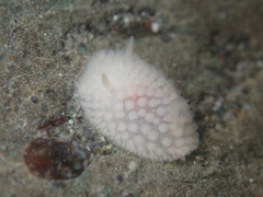 Onchidoris muricata