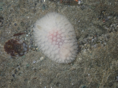Onchidoris muricata