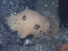 Diaulula sandiegensis