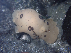 Diaulula sandiegensis