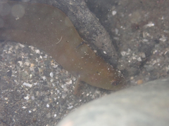 Apodichthys flavidus