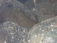 Apodichthys flavidus