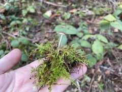 Strobilurus tenacellus