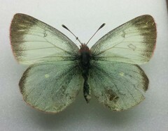 Colias palaeno