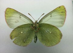 Colias palaeno