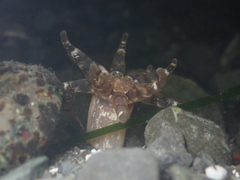 Halcampa decemtentaculata