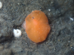 Polycladida