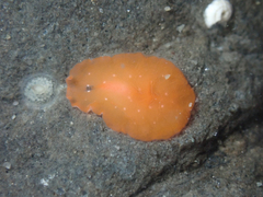 Polycladida