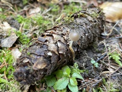 Strobilurus tenacellus