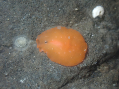 Polycladida
