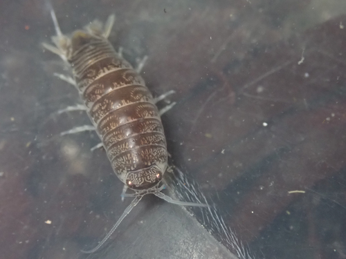 Harford's Isopod photo 2