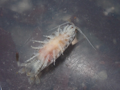 Cirolanidae