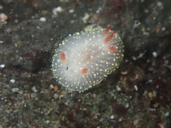 Acanthodoris nanaimoensis