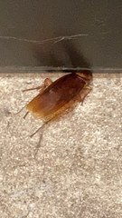 Periplaneta americana