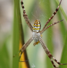 Argiope picta