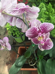 Vandoideae