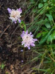 Knautia dipsacifolia