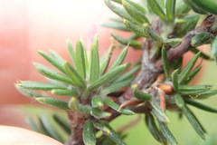Cliffortia stricta