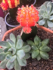 Trichocereeae