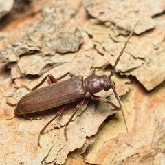 Arhopalus rusticus
