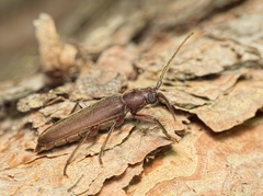 Arhopalus rusticus
