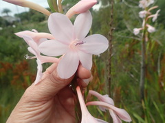 Watsonia knysnana