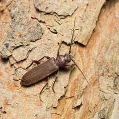 Arhopalus rusticus