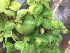 Episcia
