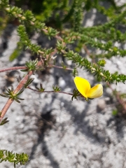 Aspalathus retroflexa