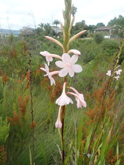 Watsonia knysnana