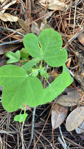Image of Passiflora pallens by no rights reserved