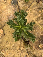 Lichtensteinia lacera