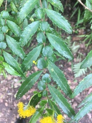Azara lanceolata