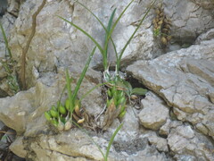 Encyclia × nizandensis