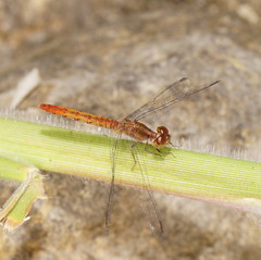Nannodiplax rubra