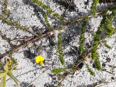 Aspalathus retroflexa