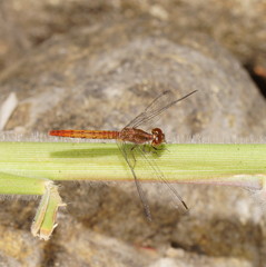 Nannodiplax rubra
