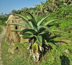 Aloe thraskii