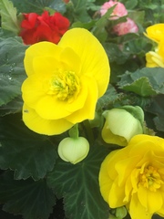 Begonia × tuberhybrida