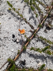 Aspalathus retroflexa