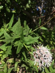 Aristeguietia salvia