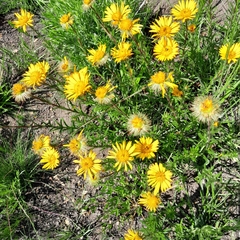 Berkheya insignis
