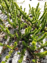 Aspalathus retroflexa